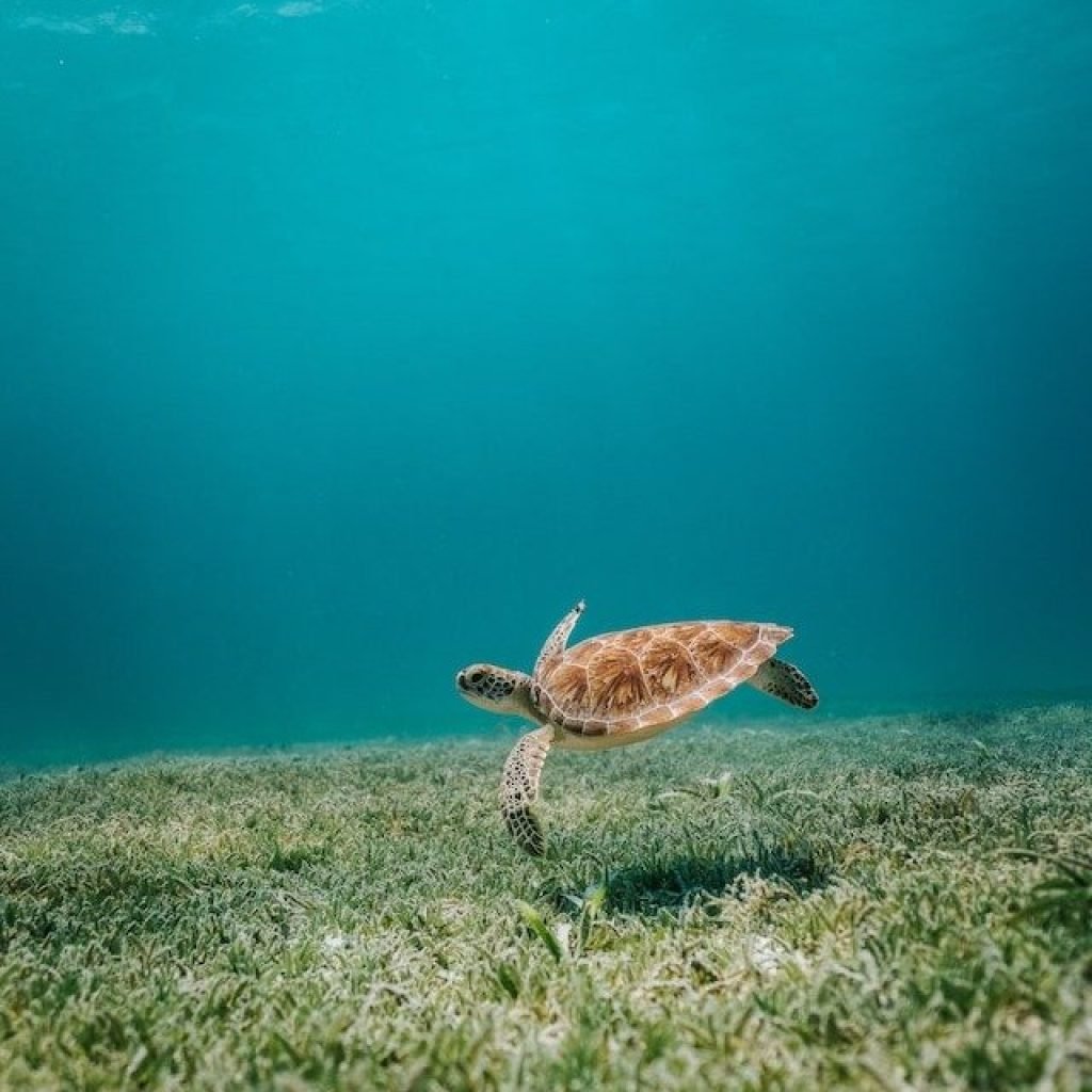 Turtle swimming alone