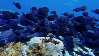 School of Blue Tangs swimming by